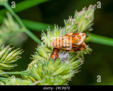 Tortrix dorata variegata appena scivolata sull'orecchio d'erba Foto Stock