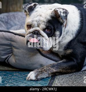 Un bulldog inglese bianco e nero che si rilassa sul suo letto. La sua lingua rosa sembra essere permanentemente bloccata. Foto Stock