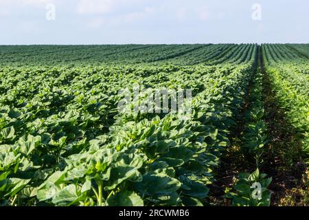 campo con germogli di girasole giovani. Raccolta futura di girasole, semi, olio di girasole. Bellissimo paesaggio sotto la luce del sole. Sfondo dei maturi Foto Stock