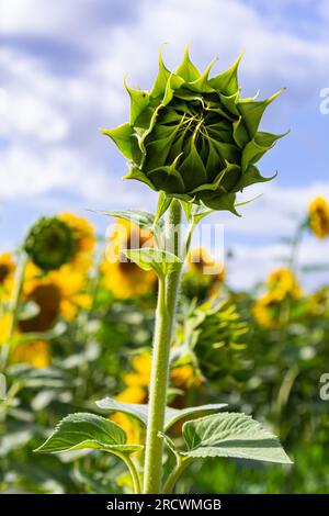 un giovane girasole inaperto cresce in un campo. concetto di coltivazione di girasole. Foto Stock