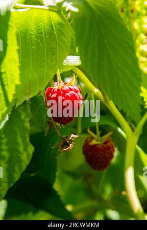 Frutti di lampone e foglie verdi su un ramo di cespuglio. Foto Stock