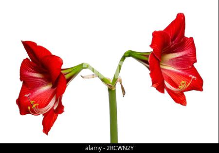 Fiore di amaryllis rosso vivace con foglie di ibisco isolate su sfondo bianco. Foto Stock