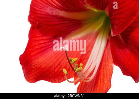 Fiore di amaryllis rosso vivace con foglie di ibisco isolate su sfondo bianco. Foto Stock