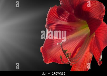 Fiore rosso intenso di amaryllis su sfondo nero, che mostra delicata bellezza della natura. Foto Stock