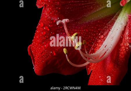 Fiore rosso intenso di amaryllis su sfondo nero, che mostra delicata bellezza della natura. Foto Stock