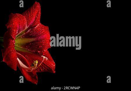 Fiore rosso intenso di amaryllis su sfondo nero, che mostra delicata bellezza della natura. Foto Stock