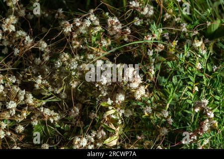 Flora di Gran Canaria - fili-come gli steli aggrovigliati di Cuscuta approssimata aka dodder parassita pianta macro naturale sfondo floreale. Foto Stock