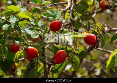 Rosa canina è una pianta perenne della famiglia delle rose, un alto cespuglio con rami arcuati pendenti coperti da forti spine uncinate. Vitamina, medicinale Foto Stock