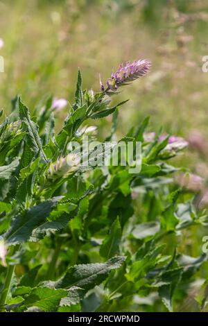 L'arvense di Melampyrum, comunemente noto come grano di vacca da campo, è una pianta erbacea fiorita del genere Melampyrum della famiglia delle Orobanchaceae. Foto Stock