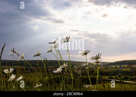 Fiori di margherite selvatici che crescono su prato, camomiles bianco. Margherita di Oxeye, vulgare di leucanthemum, margherite, occhio di bue, margherite comune, Dog margherita, giardinaggio concep Foto Stock