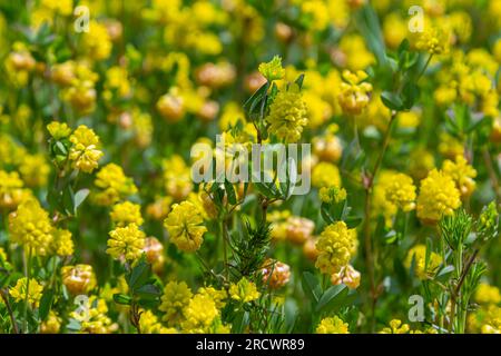 Trifolium campestre o fiore di trifoglio, primo piano. Trifoglio giallo o dorato con foglie verdi. Il trifoglio selvatico o di campo è erbaceo, annuale e floreale Foto Stock