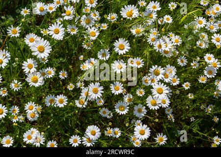 Fiori di margherite selvatici che crescono su prato, camomiles bianco. Margherita di Oxeye, vulgare di leucanthemum, margherite, occhio di bue, margherite comune, Dog margherita, giardinaggio concep Foto Stock