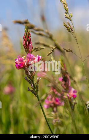 Onobrychis viciifolia infiorescenza, comune sainfoin con fiori rosa, natura mediterranea, erbe perenni eurasiatica. Foto Stock