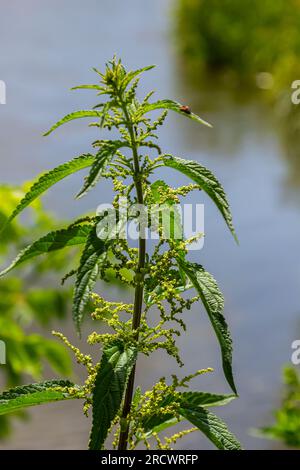 Ortiche urtiche in giardino. Foglie verdi con bordi seghettati. Foto Stock