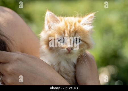 piccolo gattino dalla testa rossa sul petto della donna. Concetto di cura Foto Stock