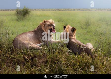 Due maestosi leoni maschi selvaggi con criniera, simba, nella savana nel Parco nazionale del Serengeti, Tanzania, Africa Foto Stock