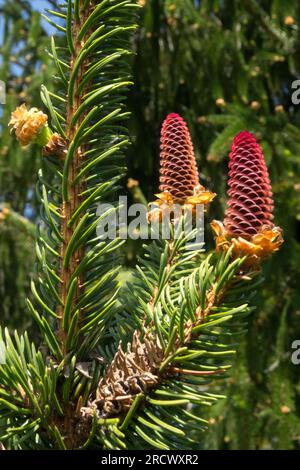 Abete rosso, coni, Picea abies "Viminalis" Foto Stock