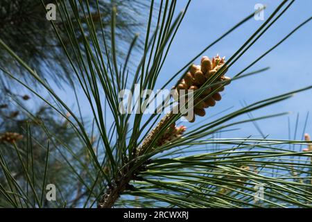 Aghi di Pinus sabiniana, pino digger, primo piano Foto Stock