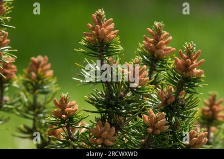 Pinus banksiana, Jack Pine, cono maschio primo piano sui rami Foto Stock