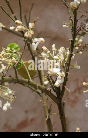 Fiori di pompelmo che crescono in vasi di fiori sulla veranda, Sicli, Sicilia Italia Foto Stock