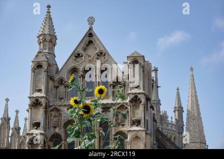 Cattedrale di Ely con girasoli in primo piano Foto Stock