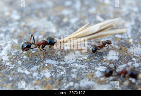 Una formica trasporta semi di dimensioni doppie in magazzino Foto Stock