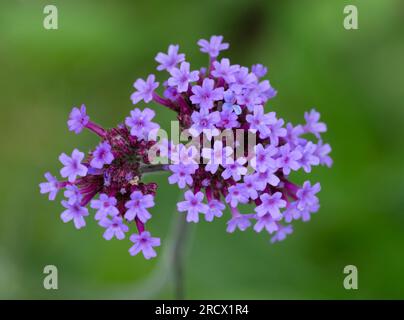 Un primo piano della testa di fiori di uno stabilimento di Verbena in piena fioritura Foto Stock