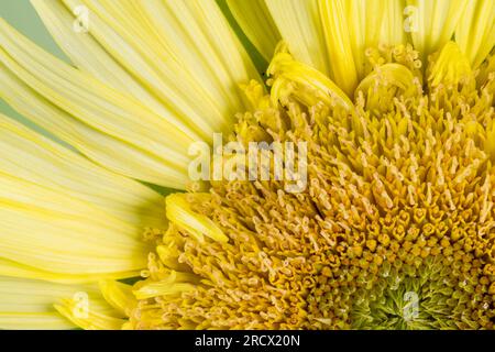 Un primo piano del centro di un girasole giallo Foto Stock