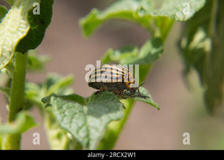 Scarabeo della patata del Colorado su pianta di patata: Danni agricoli Foto Stock