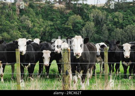 Mucche in un paddock dietro una recinzione Foto Stock