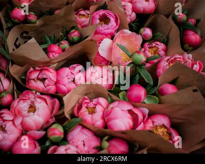 mazzi di peonie rosa Foto Stock