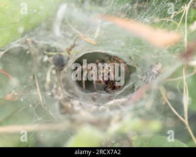 Labirinto ragno, Agelena labyrinthica nella sua rete, Regno Unito. Spesso viene erroneamente chiamato ragno a ragnatela imbuto. Foto Stock