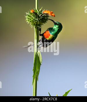 Gli incredibili colori di riproduzione dello splendido uccello del sole maschile sono forniti dalla luce rifratta dalle cellule di superficie note come giroidi. Foto Stock