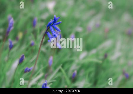 Stemma dei Bluebells inglesi circondati dall'erba Foto Stock