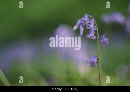 Bluebells britannici con sfondo verde e blu sfocati Foto Stock