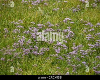 Limonium sinuatum, nota anche come lavanda di mare a foglia d'onda, statice, lavanda di mare, rosmarino di palude a foglia di tacca, rosa marino. In crescita selvaggia sulla costa del Devon, Regno Unito. Foto Stock