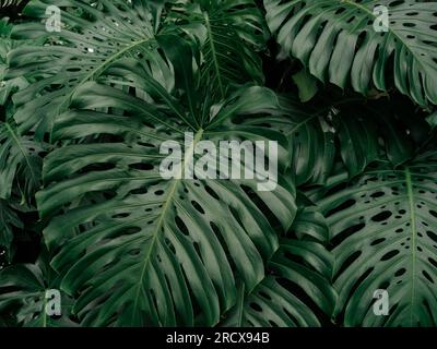 Grandi foglie verdi tropicali di Monstera Foto Stock