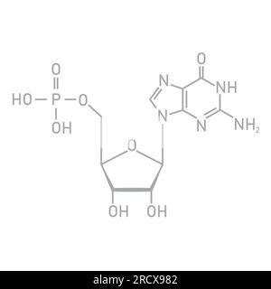 Struttura chimica del DNA nucleotide. Tre parti di un nucleotide. Gruppo fosfato, zucchero pentoso e base azotata. Acidi nucleici Illustrazione Vettoriale