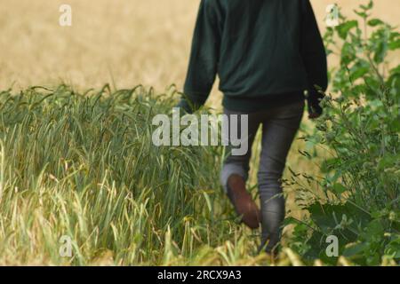 Immagini di persone con cappuccio che camminano attraverso i campi e sotto uno stretto ponte. Foto Stock