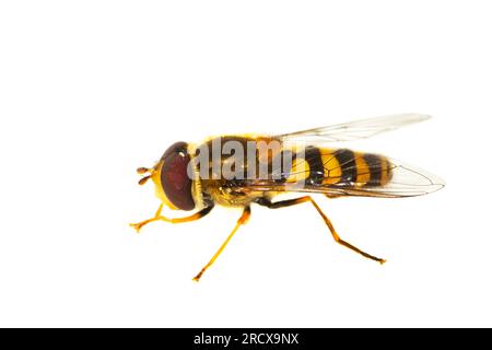 Ribes hover Fly, Common Banded Hoverfly (Syrphus ribesii), vista laterale, ritaglio, Paesi Bassi Foto Stock