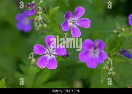 Boiserie, legno geranio (Geranium sylvaticum), fioritura, Svezia Foto Stock