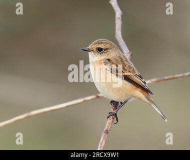 Stejneger's Stonechat (Saxicola stejnegeri), First-Winter , Regno Unito, Inghilterra, Norfolk Foto Stock