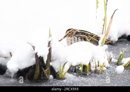 Snipe comune (Gallinago gallinago), maschio che succhia ghiaccio, vista laterale, Paesi Bassi Foto Stock