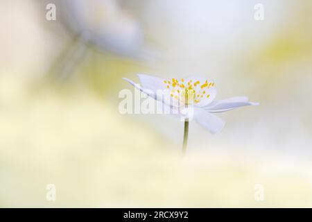 Anemone in legno (Anemone nemorosa), fiore, vista laterale, Paesi Bassi, Frisia Foto Stock