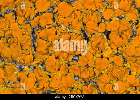 Elegante lichen di Sunburst, elegante Lichen arancione parete (Xanthoria elegans, Rusavskia elegans, Amphiloma elegans, Caloplaca dissidens, Caloplaca elegans, Foto Stock