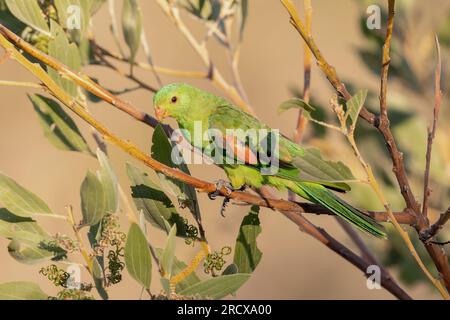 Pappagallo alato rosso (Aprosmictus erythropterus), seduto su un ramo che mangia, Australia, territorio del Nord Foto Stock