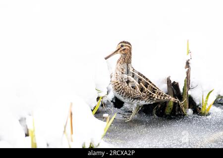 Snipe comune (Gallinago gallinago), maschio che succhia ghiaccio, vista laterale, Paesi Bassi Foto Stock