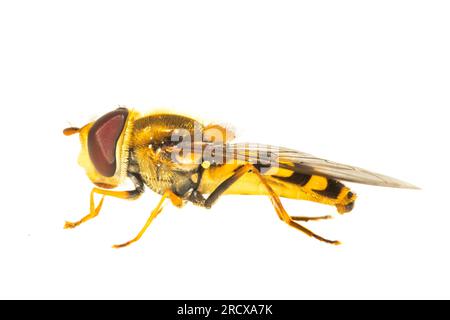 Ribes hover Fly, Common Banded Hoverfly (Syrphus ribesii), vista laterale, ritaglio, Paesi Bassi Foto Stock