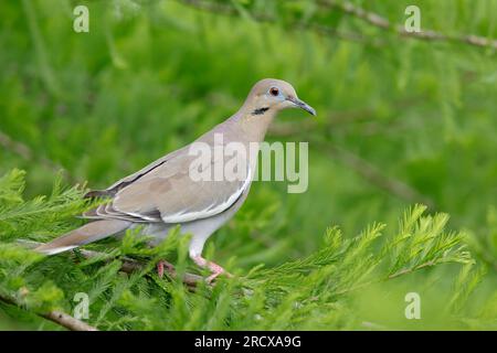 Colomba alata bianca (Zenaida asiatica), adulto arroccato su un albero, USA, Texas Foto Stock