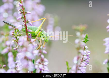 WESTERN Saddle Bush-cricket, Saddle-backed Bush-cricket (Ephippiger diurnus), femmina in Heath, Paesi Bassi, Gelderland Foto Stock